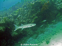 This Barracuda followed me around for about 5 minutes by Dylan Mccrady 